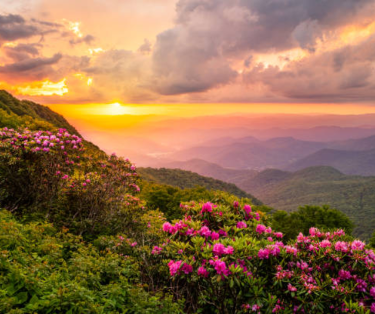 Nature Captions